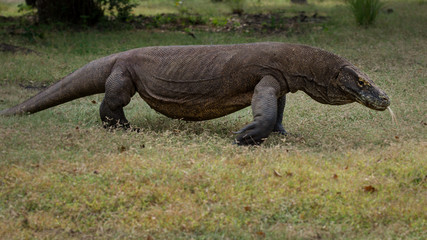 Adult Komodo dragon