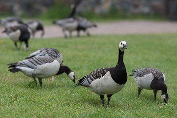 Finnish geese