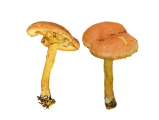 Yellow pholiota flame scalecap mushroom isolated on white background