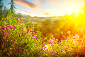 Spring nature background. Beautiful landscape park with green grass, blooming wild flowers and trees. Sunset scene
