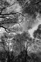 Abstract photograph of trees and dramatic clouds.