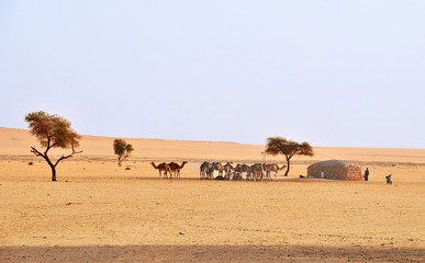 Village in the area of Sahel   in Chad
 - obrazy, fototapety, plakaty