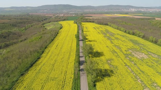 aerial video wity yellow rape field
