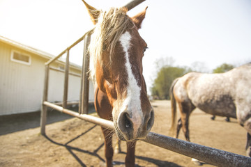 The horses are standing behind a fence in the stables under the open sky at sunset in the summer.