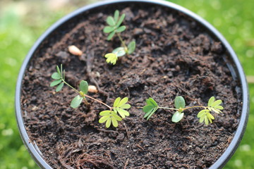 Mimoza czułek wstydliwy