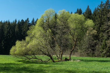 Weiden in einem Naturschutzgebiet