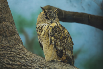 Beautiful bird owl (Bubo bubo) on a tree branch