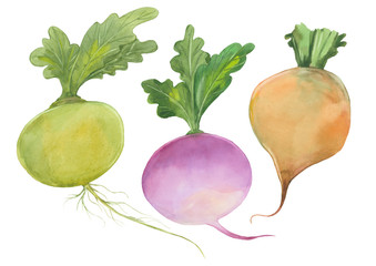 three turnips set