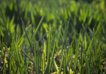background of fresh green grass illuminated by the sun