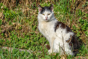 Cat in the village on the grass