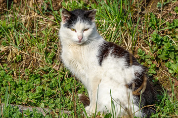 Cat in the village on the grass
