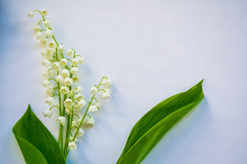 Spring landscape. flowers lily of the valley