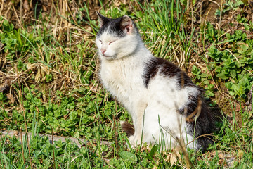 Cat in the village on the grass