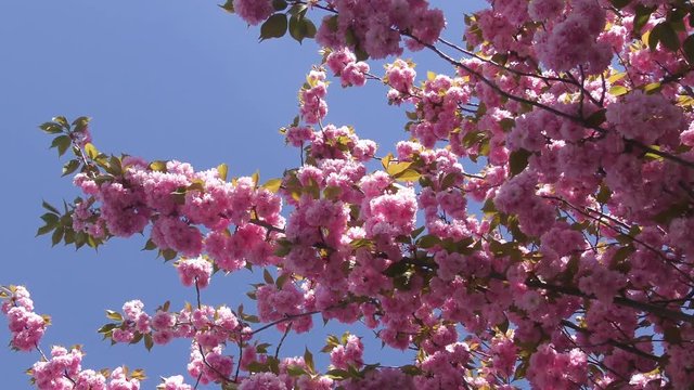 Japanische Zierkirsche (Prunus serrulata)