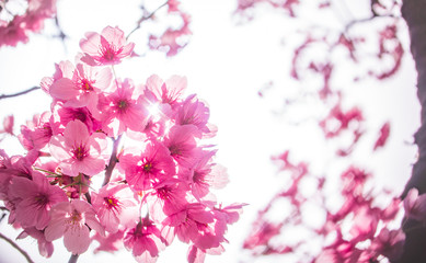 舞鶴城公園の河津桜