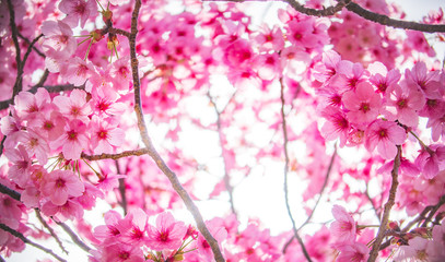 Obraz premium 舞鶴城公園の河津桜