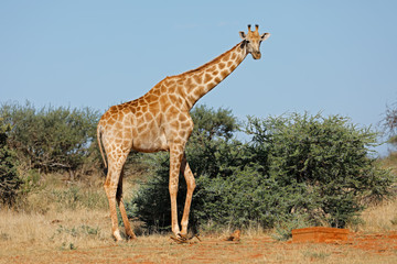 Naklejka na ściany i meble A southern giraffe (Giraffa camelopardalis) in natural habitat, South Africa.