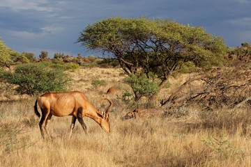 Naklejka na ściany i meble Red hartebeest (Alcelaphus buselaphus) in a natural habitat, Mokala National Park, South Africa.