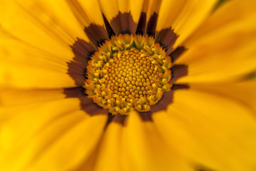 Gazania linearis flower