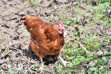close up portrait of  domestic chicken eating on the grass farm	