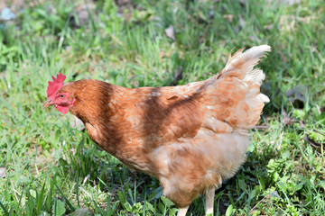 close up portrait of  domestic chicken eating on the grass farm	