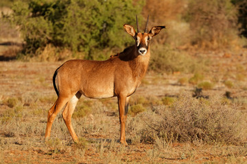 Naklejka na ściany i meble A rare roan antelope (Hippotragus equinus) in natural habitat, South Africa.