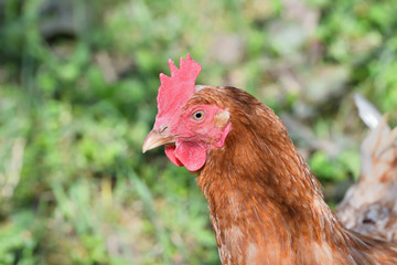 close up portrait of  domestic chicken eating on the grass farm	