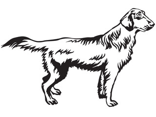 Decorative standing portrait of Flat-Coated Retriever vector illustration