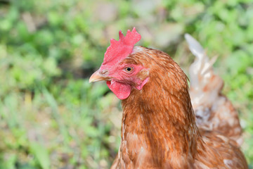 close up portrait of  domestic chicken eating on the grass farm	