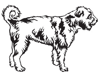 Decorative standing portrait of Lagotto Romagnolo vector illustration