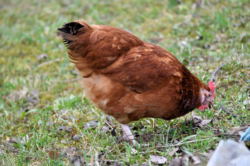 close up portrait of  domestic chicken eating on the grass farm	