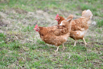 close up portrait of  domestic chicken eating on the grass farm	