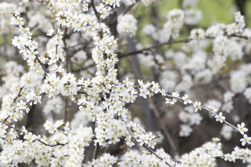 Crataegus monogyna white hawthorn bush