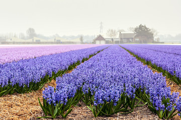 Blossoming colourful field of violet hyacinth flowers and the farm on background in the evening during the spring, Holland, Netherlands