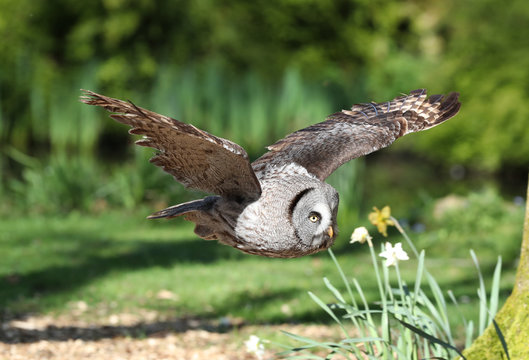 Close up of a Great Grey Owl flying through woodland
