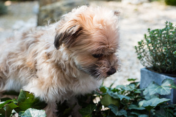 Shorky, ShiTzu Yorkshire Terrier Mischling aufmerksam im Garten