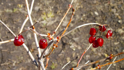 Viburnum berries on a branch in the spring garden.