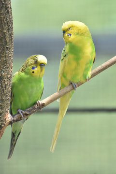 Two Parakeets on a Tree Branch with their Eyes Closed