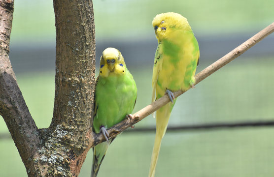 Couple of Common Parakeets Sitting on a Tree Branch
