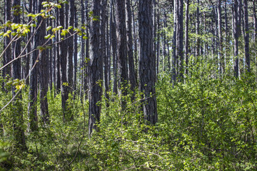 Obraz premium green spring forest