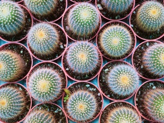 Beautiful green nature pattern texture of small cactus plant in flower pots. Still life overhead shot of many ball cactus plants selling in the Thailand flower markets.