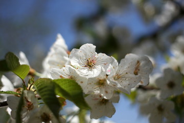 Obraz premium Cherry blossom with blue sky background, beautiful springtime photography