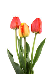 Three red tulips isolated on white background