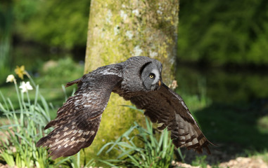 Close up of a Great Grey Owl flying through woodland
