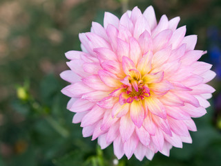 Fresh pink dahlia flower is blooming.