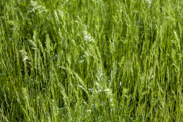 ears of green grass