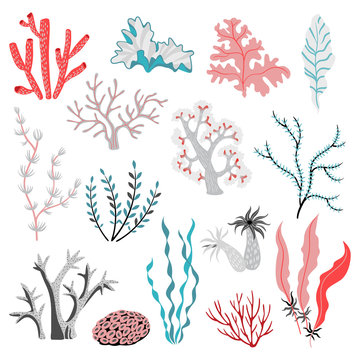 Set of vector illustrations of tropical seaweed and corals.  Sea life. Cute isolated illustrations on white background