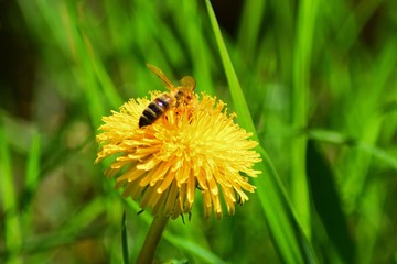Yellow flowers dandelions and buttercups with a bee in the green grass .