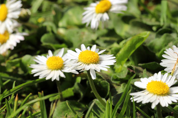 Common wild flowers, daisies