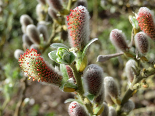 Blooming willow branch. Willow flowers in spring forest, Salix caprea © Oleg